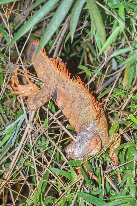 Green Iguana (Iguana Iguana), La Fortuna, Costa Rica, Central America