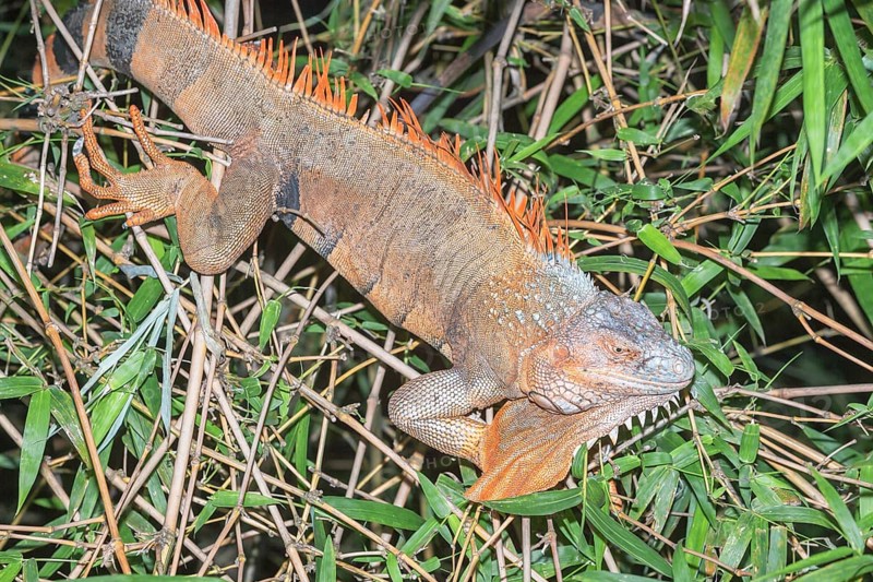 Green Iguana (Iguana Iguana), La Fortuna, Costa Rica, Central America