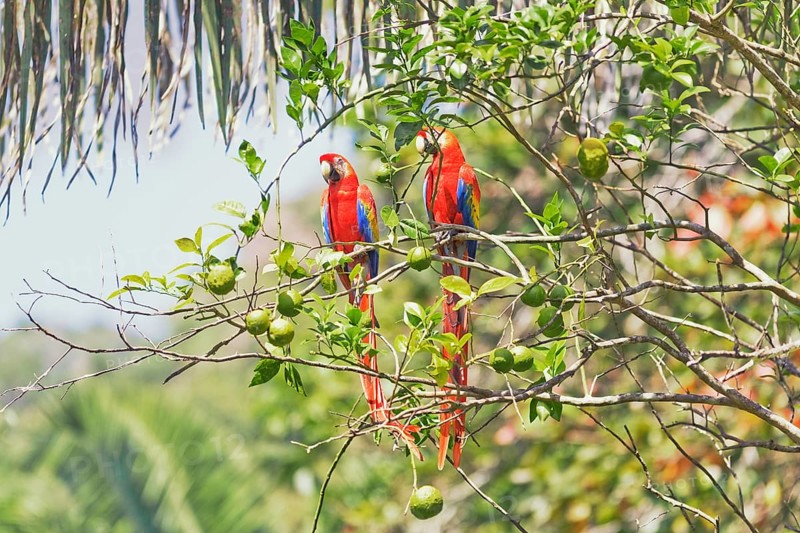 Scarlet Macaws (Ara macao) perching on a tree, Corcovado National Park, Osa Peninsula, Costa Rica