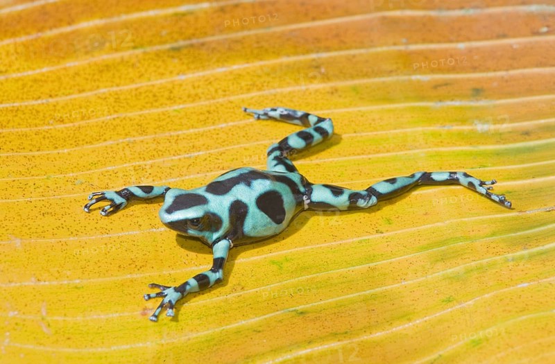 Green and Black poison dart frog, (Dendrobates auratus), Costa Rica, Central America