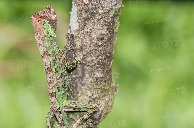 Pug-nosed anole lizard (Norops capito) camouflaged, Costa Rica, Central America