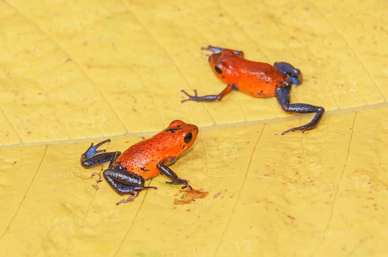 Blue jeans dart frogs (Dendrobates pumilio) on a leaf, Costa Rica, Central America