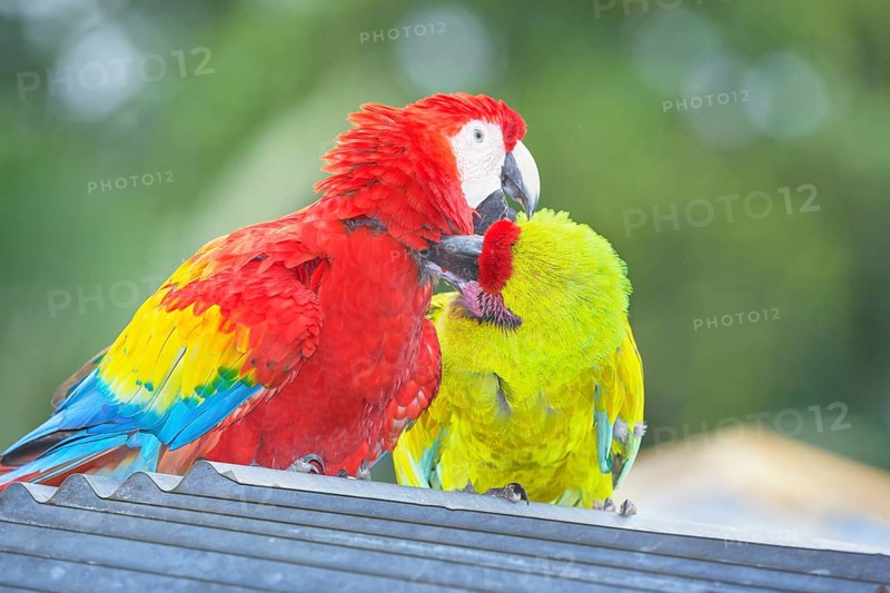 Military macaw (Ara militaris) and Scarlet Macaw (Ara macao) showing affection, Costa Rica, Central America