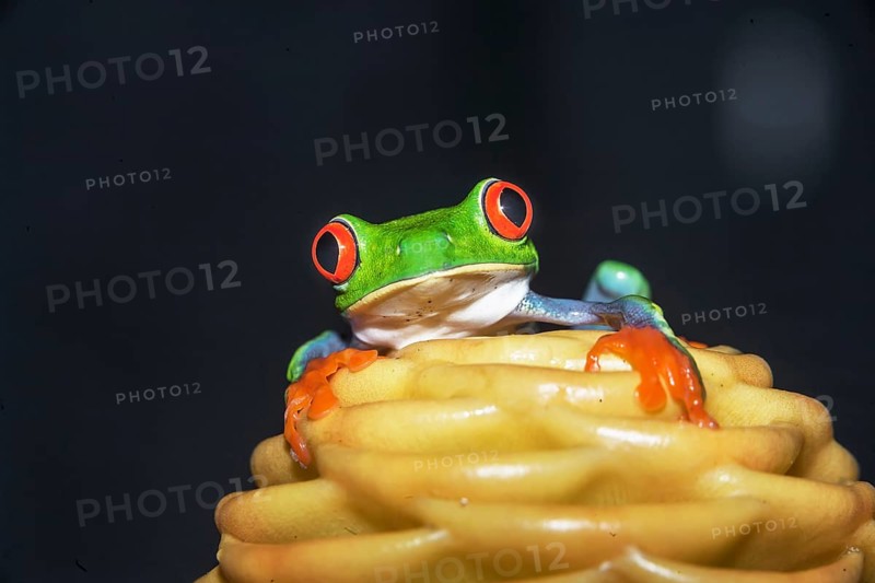 Red eyed tree frog (Agalychins callydrias) on yellow flower, Costa Rica