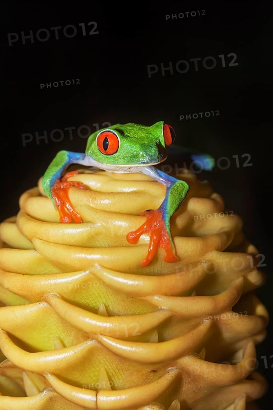 Red eyed tree frog (Agalychins callydrias) on yellow flower, Sarapiqui, Costa Rica