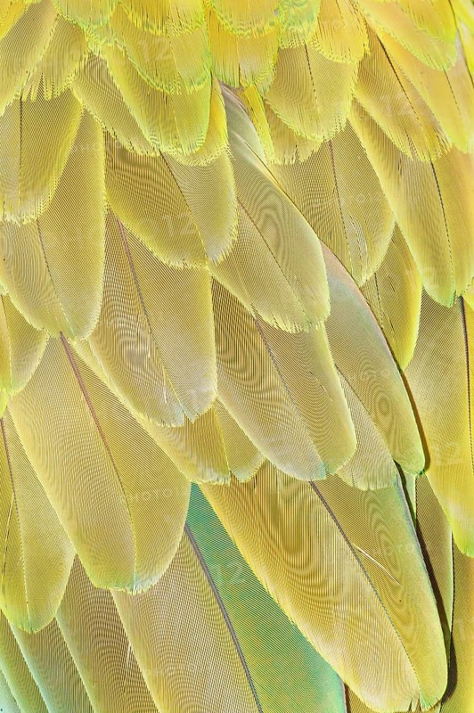 Military macaw (Ara militaris) feathers, close-up, Costa Rica, Central America