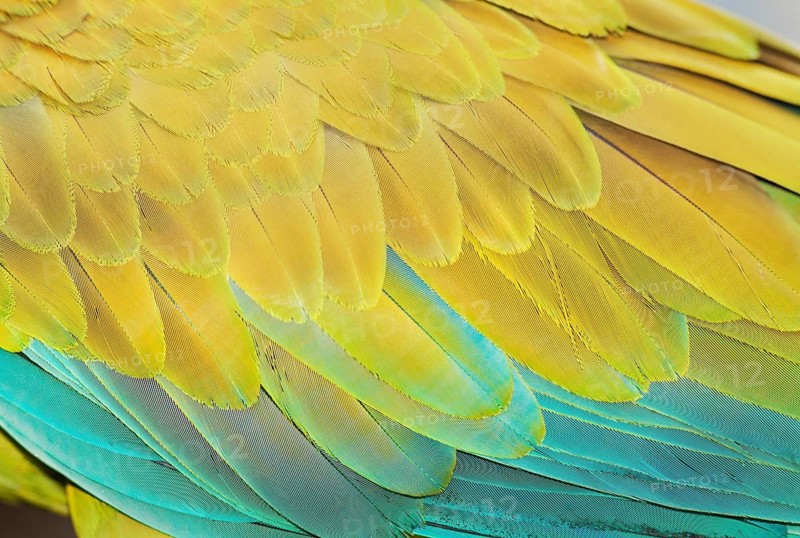 Military macaw (Ara militaris) feathers, close-up, Costa Rica, Central America