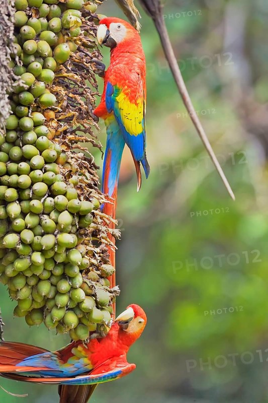 Scarlet Macaws (Ara macao) perching on a tree, Corcovado National Park, Osa Peninsula, Costa Rica