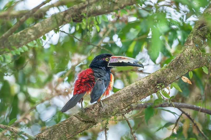 Collared Aracari (Pteroglossus torquatus) perched on tree, Sarapiqui, Costa Rica, Central America