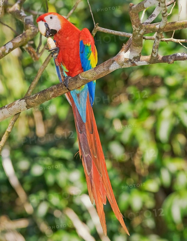 Scarlet Macaw (Ara macao) eating a nut, Corcovado National Park, Osa Peninsula, Costa Rica