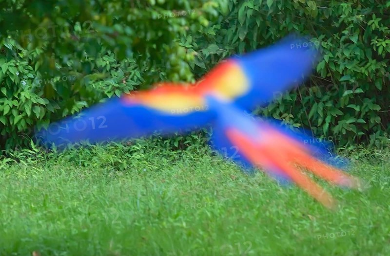Scarlet Macaw (Ara macao) in flight, Corcovado National Park, Osa Peninsula, Costa Rica