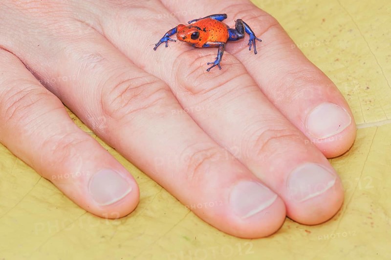 Blue jeans dart frog (Dendrobates pumilio) on human hand, Costa Rica