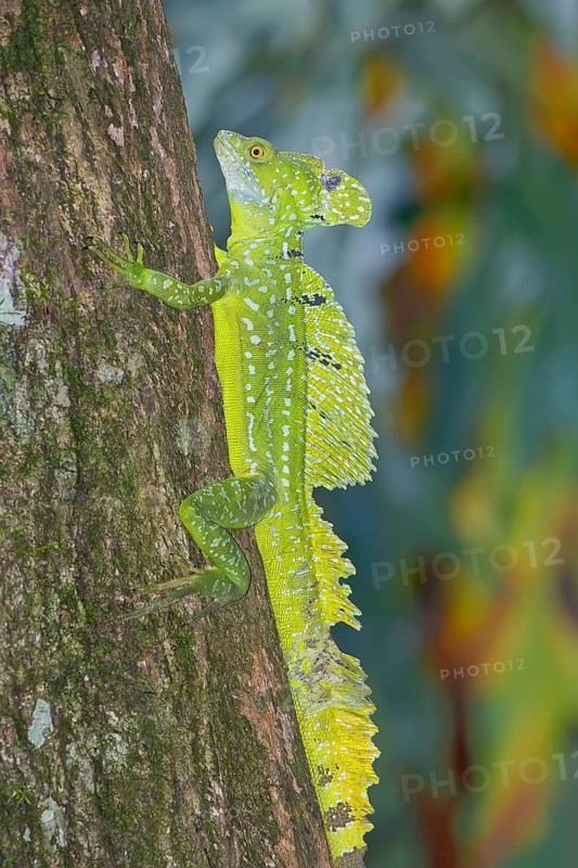 Plumed Basilisk (Basiliscus plumifrons) moving up tree, Costa Rica, Central America