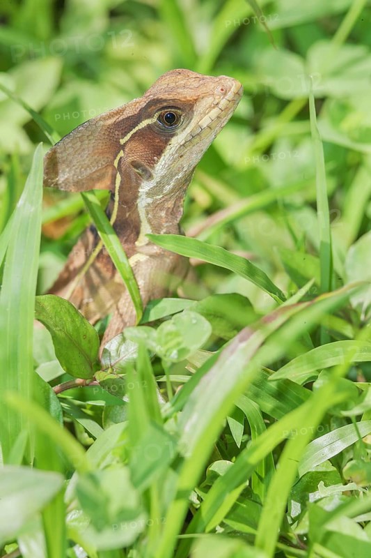 Common basilisk (basiliscus basiliscus), Manuel Antonio National Park, Puntarenas Province, Costa Rica