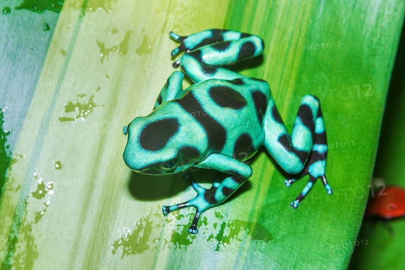 Green and Black poison dart frog (Dendrobates auratus) on leaf, Costa Rica, Central America
