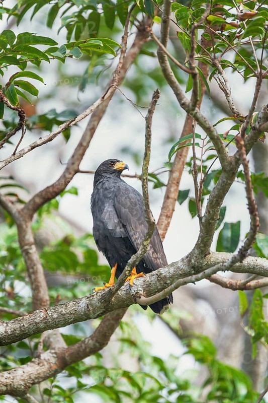 Great black hawk (Urubitinga urubitinga) perched on a tree, Corcovado National Park, Osa Peninsula, Costa Rica