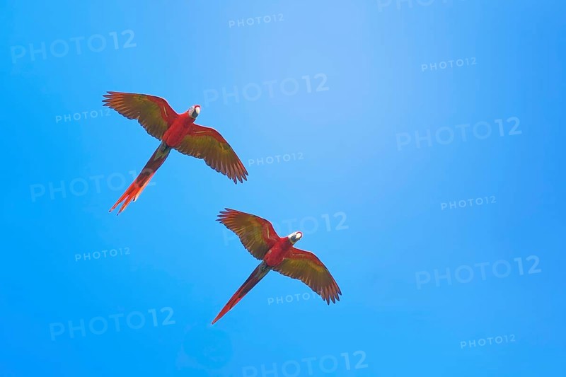 Scarlet Macaws (Ara macao) in flight, Corcovado National Park, Osa Peninsula, Costa Rica