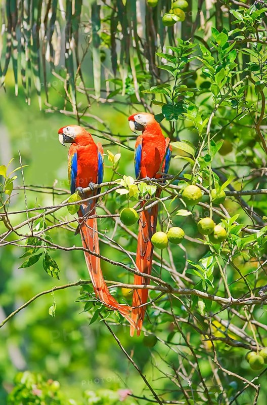 Scarlet Macaws (Ara macao) perching on a tree, Corcovado National Park, Osa Peninsula, Costa Rica