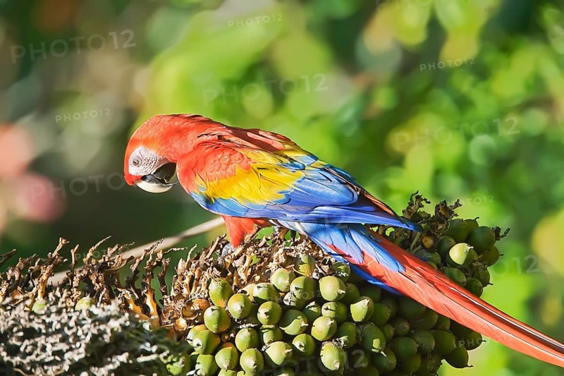 Scarlet Macaw (Ara macao) perching on a tree, Osa Peninsula, Costa Rica