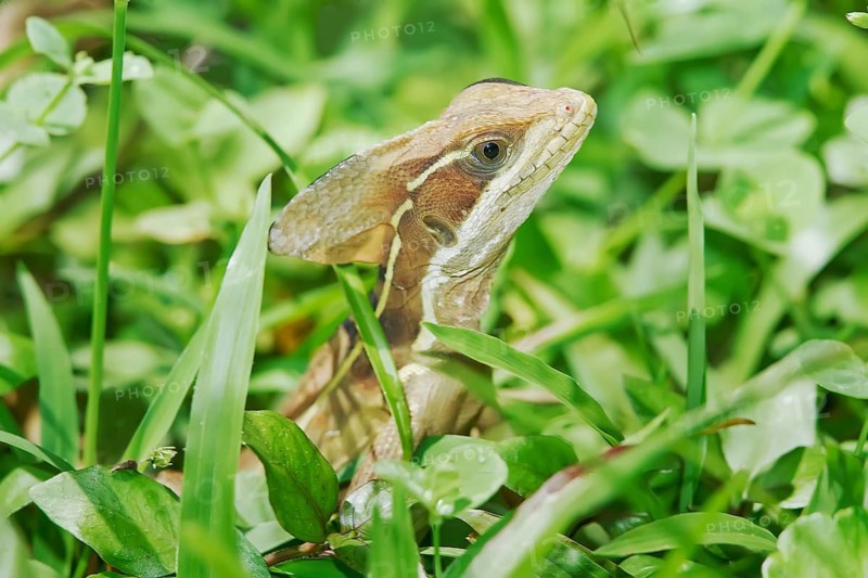 Common basilisk (basiliscus basiliscus) in rainforest, Manuel Antonio National Park, Puntarenas Province, Costa Rica