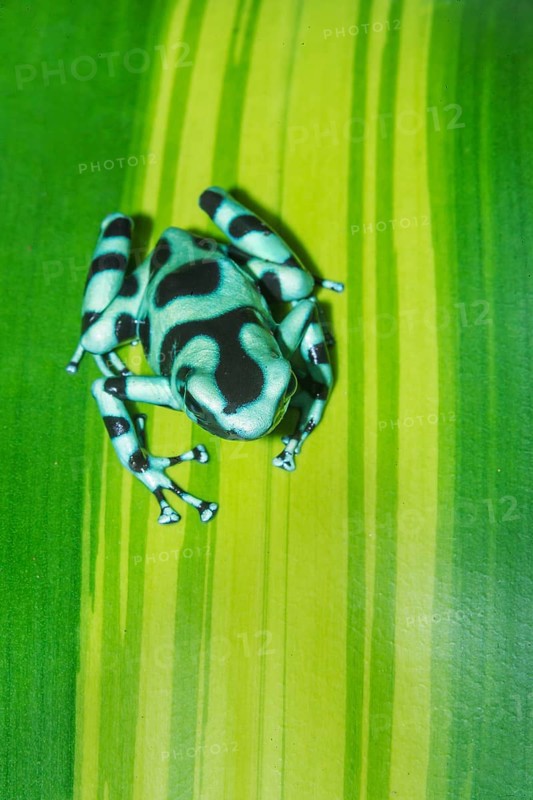 Green and Black poison dart frog (Dendrobates auratus) on leaf, Costa Rica, Central America