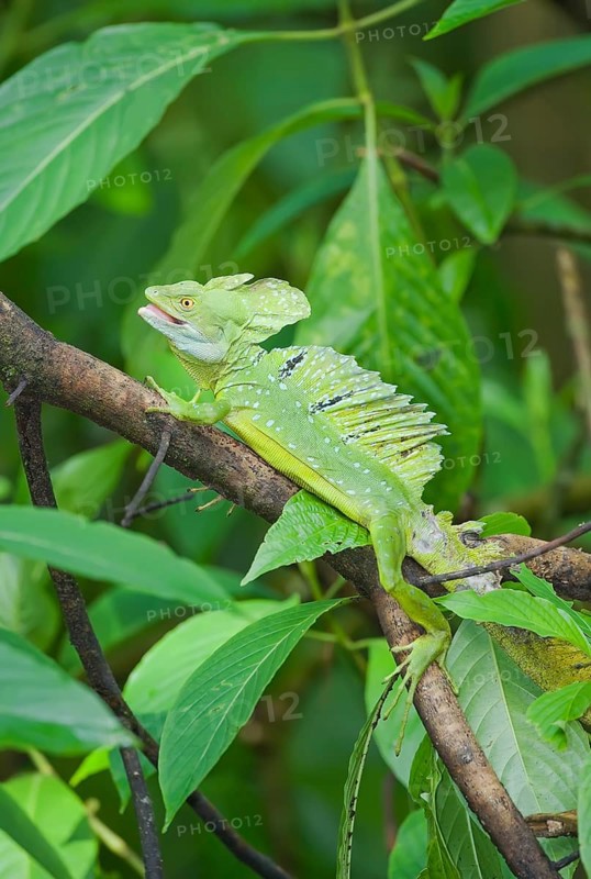 Plumed Basilisk (Basiliscus plumifrons) on a tree branch, Costa Rica, Central America