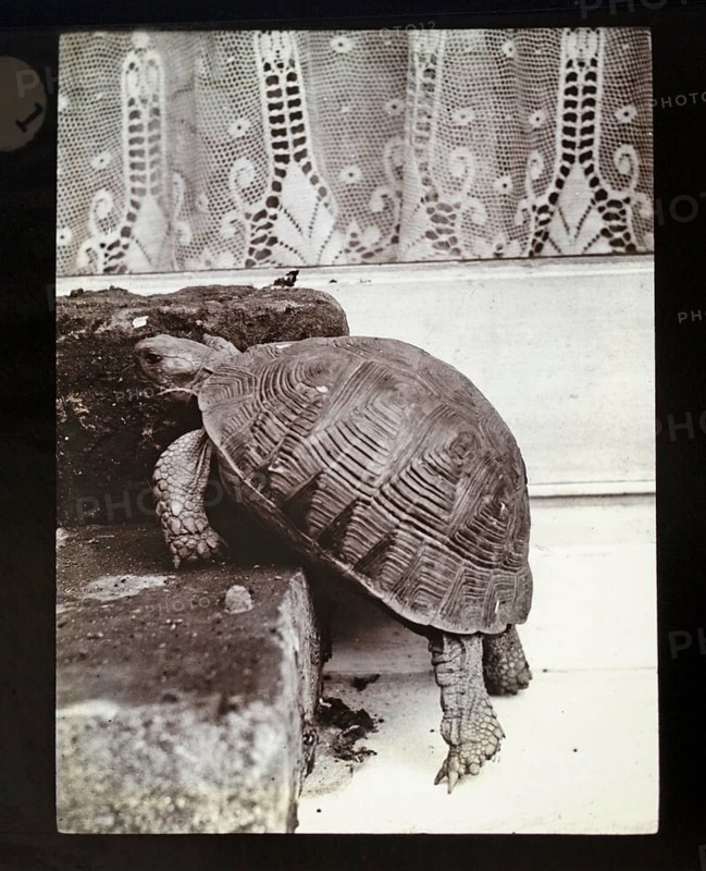 Magic lantern slide of tortoise climbing stone steps c1900