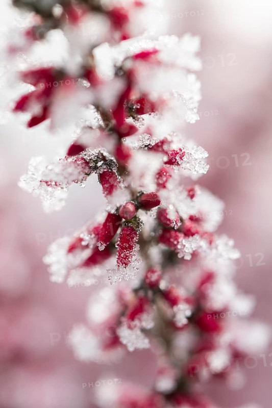 Ice crystals from roarfrost on a winter-flowering heather (Erica carnea) branch at sunshine in winter, Bavaria, Germany
