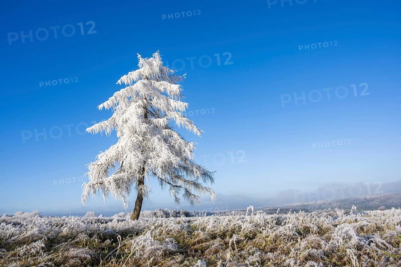 European larch (Larix decidua) with hoarfrost on the branches standing on a meadow on a sunny day with blue sky in the background in winter, Bavaria, Germany