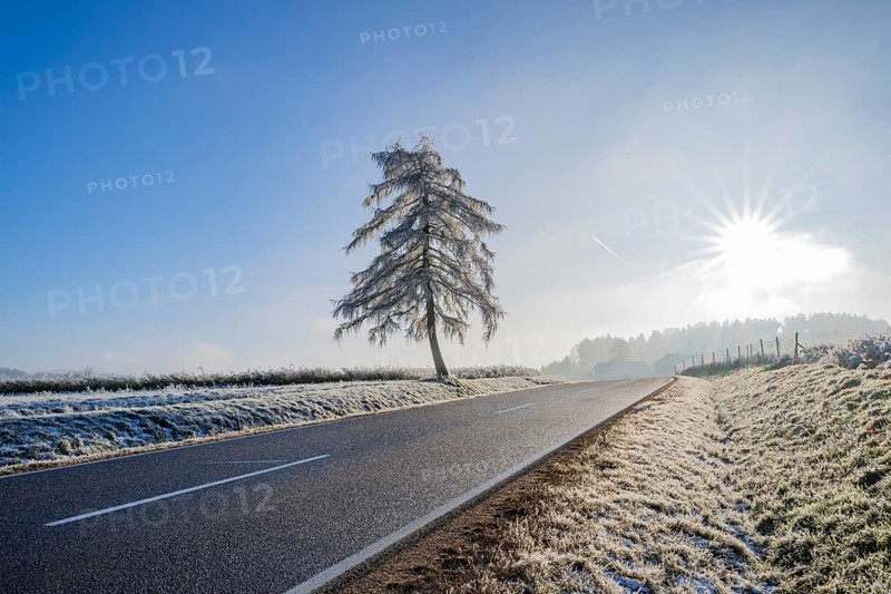 European larch (Larix decidua) standing beside a road with hoarfrost on the branches at sunshine in winter, Bavaria, Germany