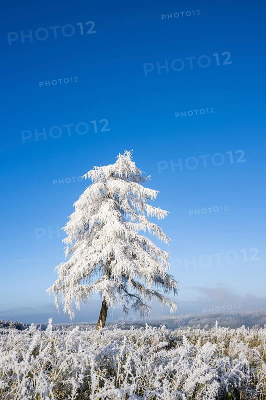 European larch (Larix decidua) with hoarfrost on the branches standing on a meadow on a sunny day with blue sky in the background in winter, Bavaria, Germany