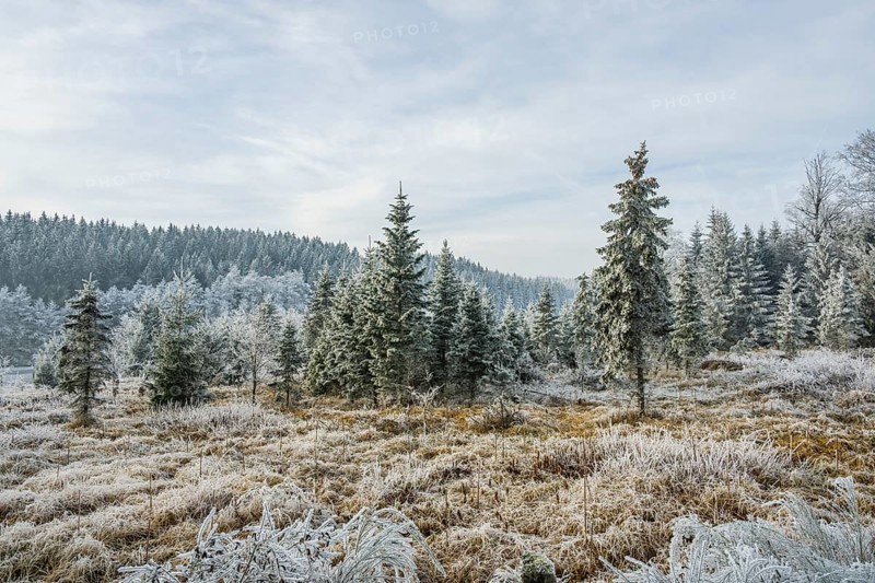 Valley surrounded by a mixed forest with young norway spruce (Picea abies) trees covered white from roarfrost, on a sunny day in winter, Bavaria, Germany