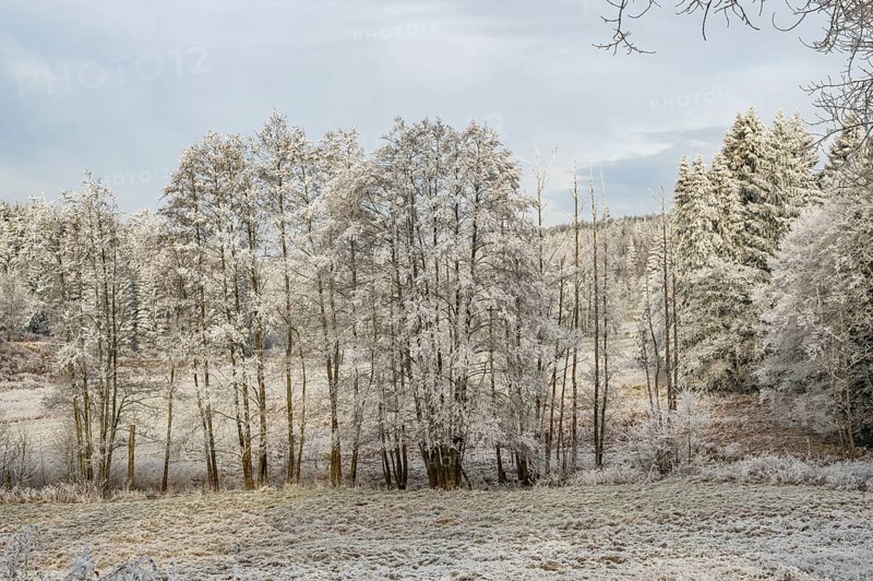 Meadow with a little stream in a valley surrounded by a mixed forest with norway spruce (Picea abies) and European beech (Fagus sylvatica) white from roarfrost, on a sunny day in winter, Bavaria, Germany