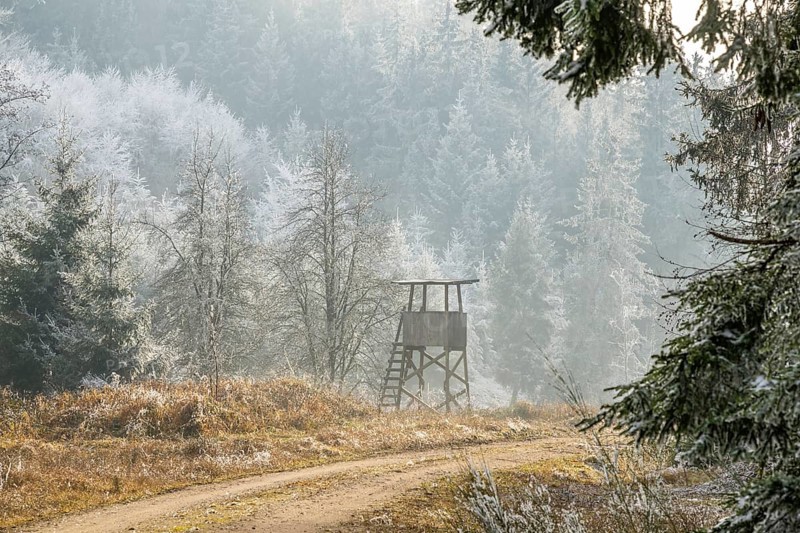 Hunting pulpit on a meadow beside a little forest road in a valley surrounded by a mixed forest with norway spruce (Picea abies) and European beech (Fagus sylvatica) white from roarfrost, on a sunny day in winter, Bavaria, Germany