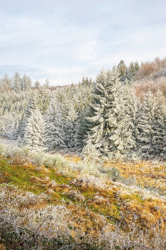 Valley with a small stream surrounded by a mixed forest with young norway spruce (Picea abies) trees covered white from roarfrost, on a sunny day in winter, Bavaria, Germany