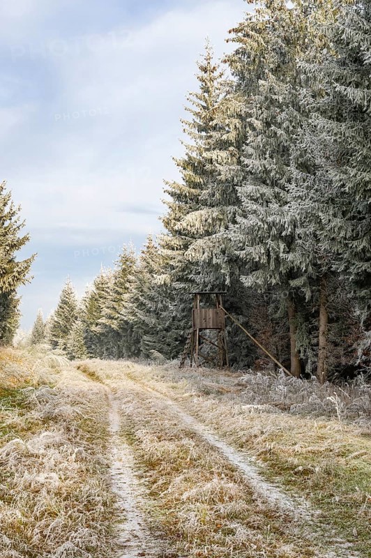 Hunting pulpit beside a alking trail going through a mixed forest white from roarfrost on a sunny day in winter, Bavaria, Germany