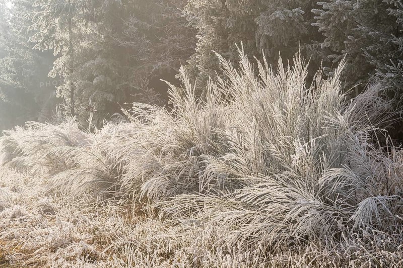 Common broom (Cytisus scoparius) growing in a valley beside a forest, white from roarfrost, on a sunny day in winter, Bavaria, Germany