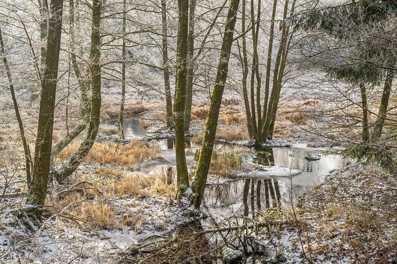 Common alder (Alnus glutinosa) growing in a valley with e litle stream in the middle, white from roarfrost, on a sunny day in winter, Bavaria, Germany