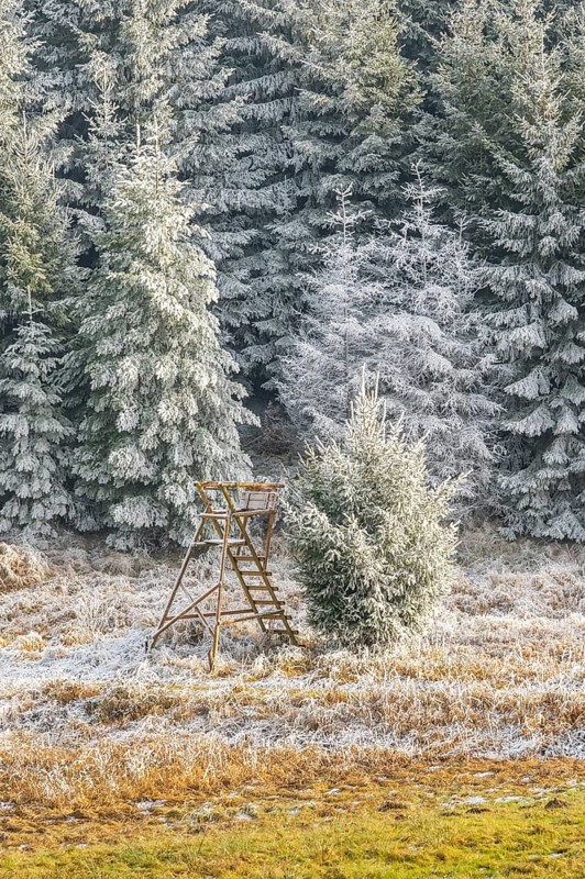 Hunting pulpit on a meadow in a valley surrounded by a mixed forest with norway spruce (Picea abies) and European beech (Fagus sylvatica) white from roarfrost, on a sunny day in winter, Bavaria, Germany