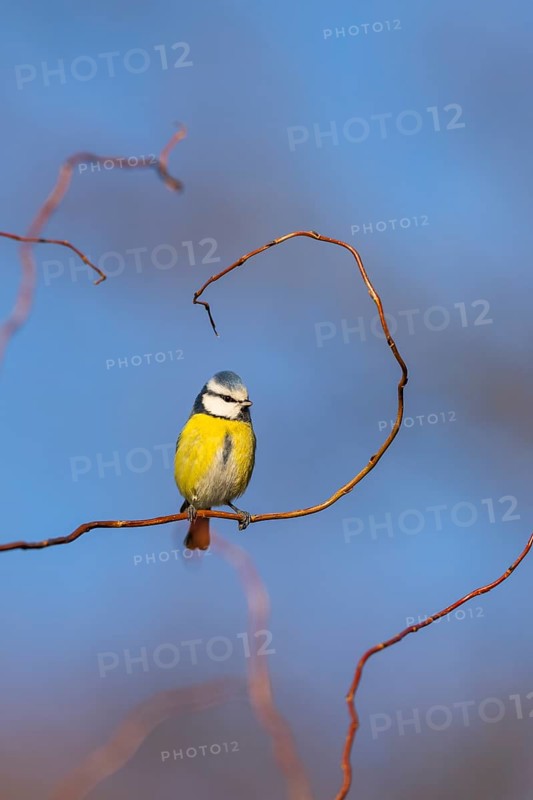 Eurasian blue tit (Cyanistes caeruleus) sitting on a branch, Bavaria, Germany