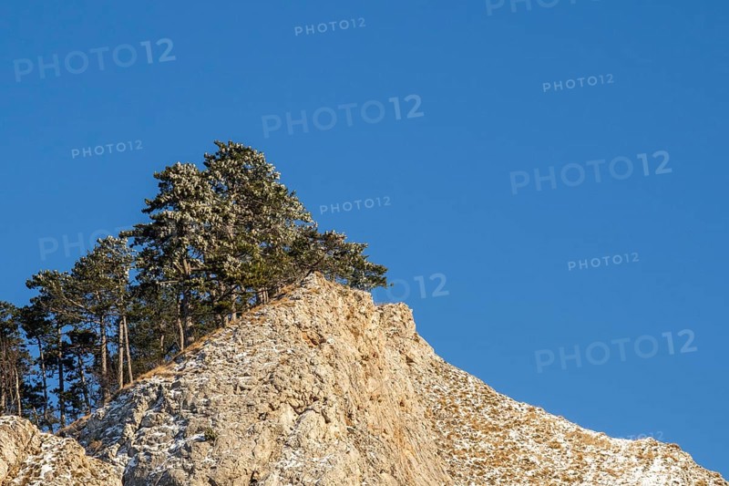 Scots pine (Pinus sylvestris) trees growing on a huge rock in winter, Vápec, Horná Poruba, Slovakia