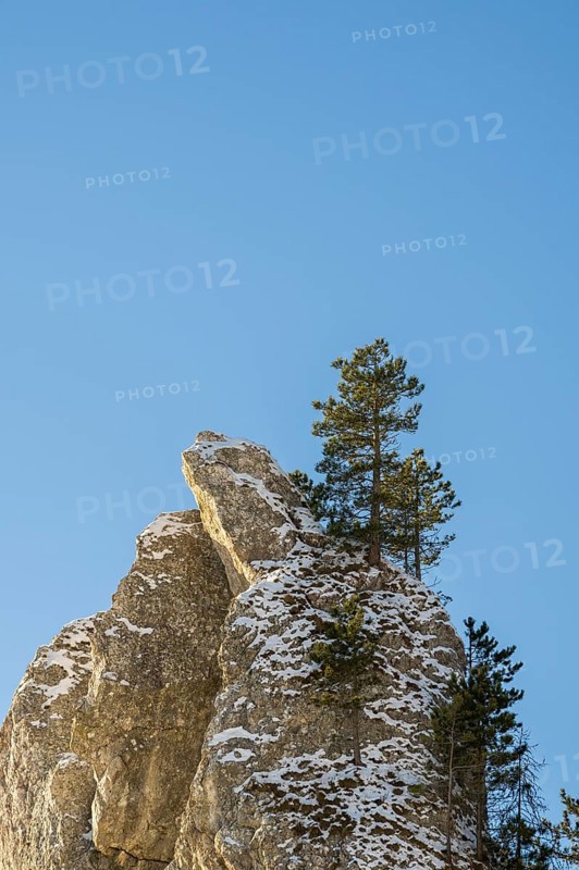 Scots pine (Pinus sylvestris) trees growing on a huge rock in winter, Vápec, Horná Poruba, Slovakia