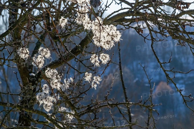 Old man's beard (Clematis vitalba) against the sunlight in winter in winter, Vápec, Horná Poruba, Slovakia