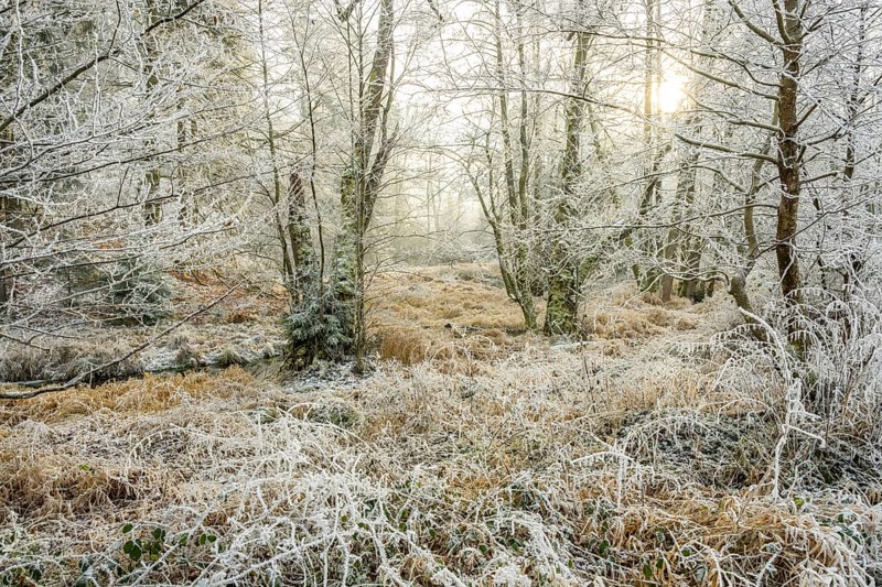 Common alder (Alnus glutinosa) growing in a valley with e litle stream in the middle, white from roarfrost, on a sunny day in winter, Bavaria, Germany