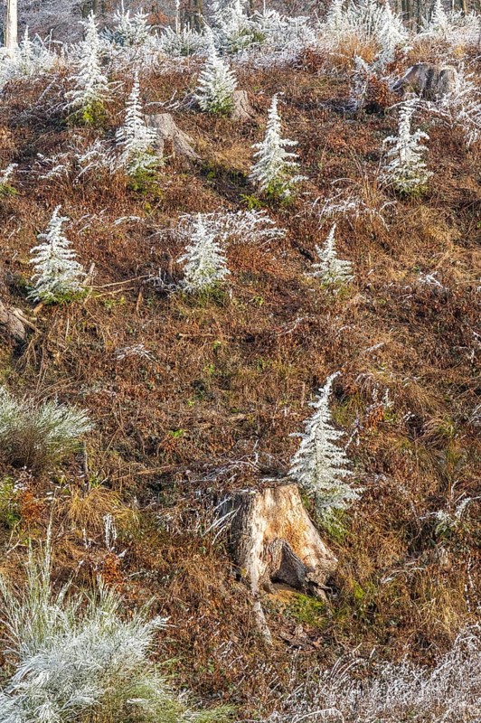 Small trees covered white from roarfrost on a sunny day in winter, Bavaria, Germany