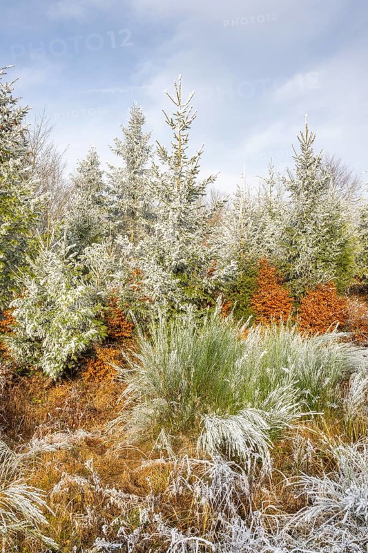 Mixed forest with norway spruce (Picea abies), European beech (Fagus sylvatica) and Common broom (Cytisus scoparius), white from roarfrost, on a sunny day in winter, Bavaria, Germany, Europe