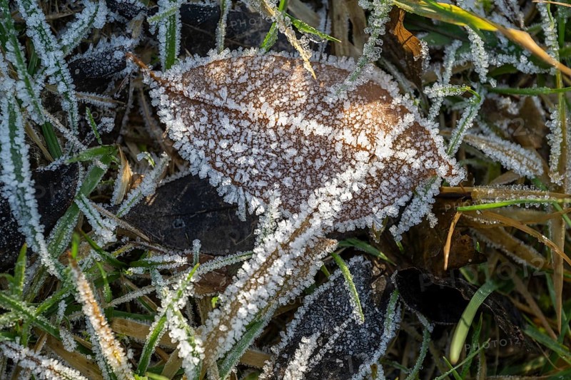 Ice crystals from roarfrost on a goat willow (Salix caprea) leaf lying on the ground in winter, Bavaria, Germany