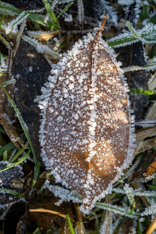 Ice crystals from roarfrost on a goat willow (Salix caprea) leaf lying on the ground in winter, Bavaria, Germany