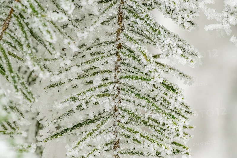 Ice crystals from roarfrost on European silver fir (Abies alba) needles at sunshine in winter, Bavaria, Germany