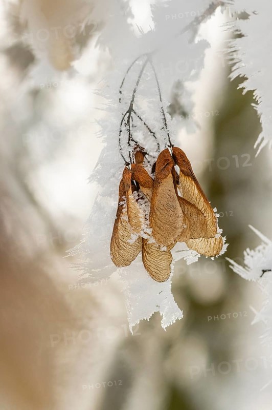Ice crystals from roarfrost on Amur maple (Acer tataricum subsp. ginnala) seeds at sunshine in winter, Bavaria, Germany